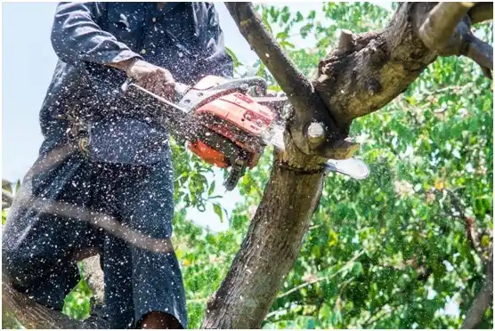 tree services Valley Brook